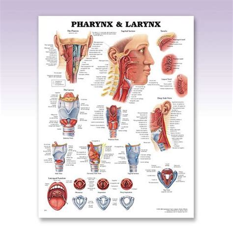 Otolaryngology Pharynx And Larynx Anatomy Poster For Otolaryngologists
