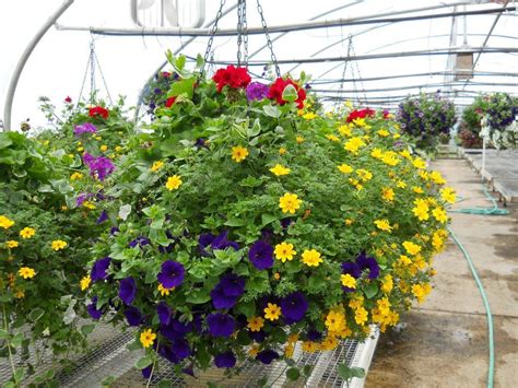 One Of Our Many Custom Hanging Baskets Plant Land Kalispell Mt