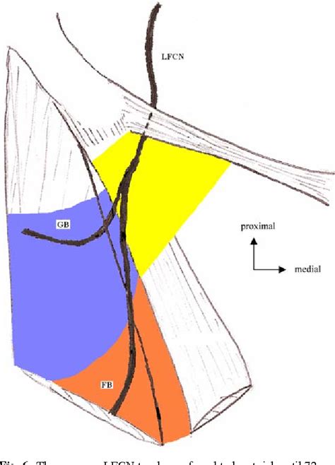 Anatomical Study Of The Lateral Femoral Cutaneous Nerve With Special