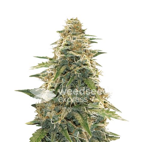 Weedseedsexpress: Apple Fritter feminized seeds | Leafly