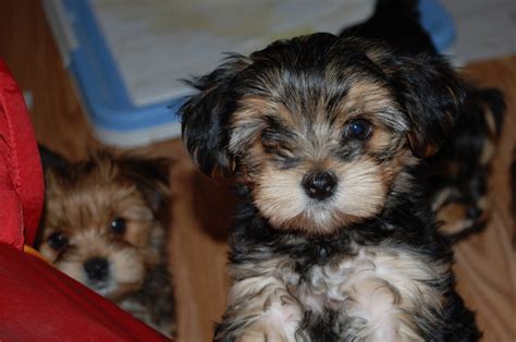 A shorkie puppy is the percert companion for all families. Shorkie Puppies: Dexter AKA Dante 8 week old Shorkie