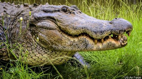 Man Captures Giant Alligator On Floridas Lake Okeechobee