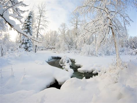 Winter Alaska Snow Forest River Preview