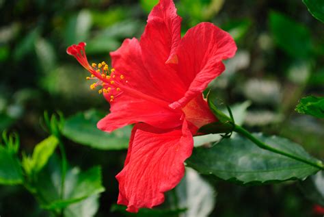 Red Gumamela We Call This Flower Gumamela In Our Country Flickr