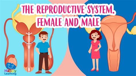 Cute Cartoon Reproductive System