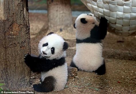 Atlanta Zoo To Return Giant Panda Twins Next Months Daily Mail Online