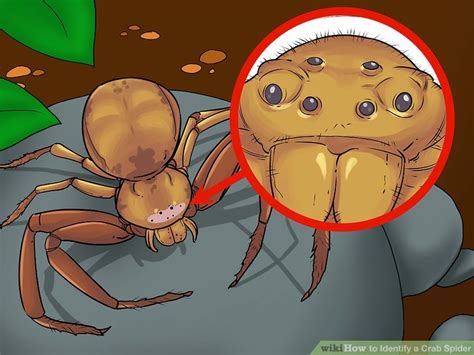 For starters, camel spiders are not spiders at all, but solifugids. How to Identify a Crab Spider - wikiHow