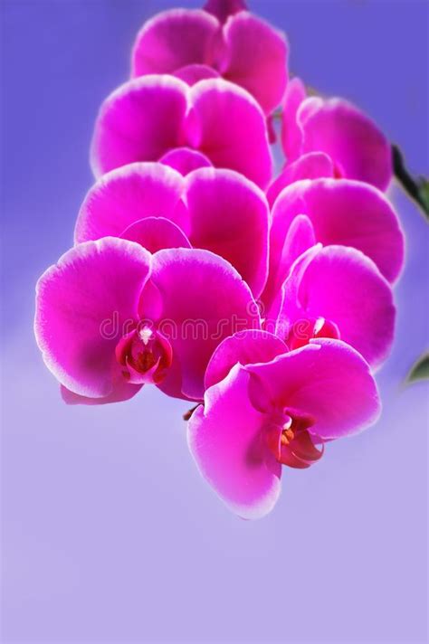 Beautiful Pink Phalaenopsis Orchid Flower Around White Background