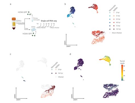 Single Cell Transcriptome Analysis In High Temporal Resolution Of Hcmv Download Scientific