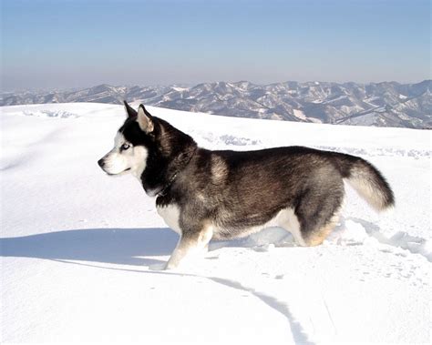 The Most Charming Dogs In The World Siberian Husky And