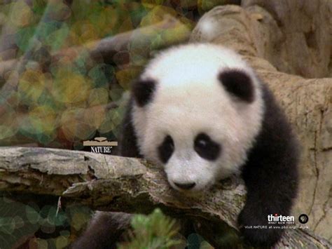 Free Download Panda And Baby Panda Uploaded Silvery 2012 01 17