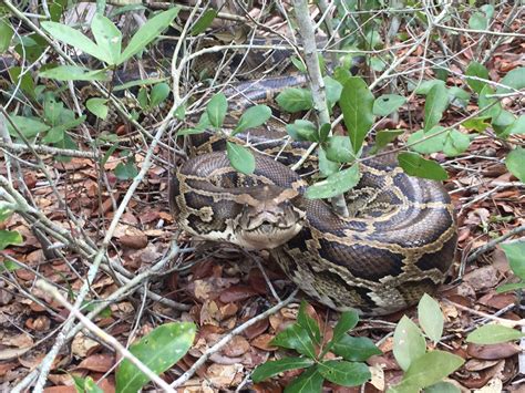 Burmese Pythons Are Taking Over The Everglades Cbs News