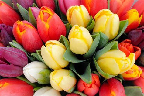 Whats The Popular Tulip Color Meaning And Symbolism