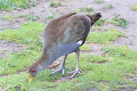 Tasmanian Native Hen Birds In Backyards