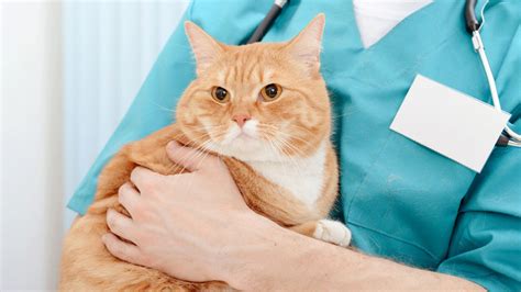 Cat Neutering Cat Neuter Surgery From Start To Finish