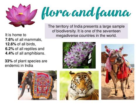 What Is The Relationship Between Flora And Fauna In An Ecosystem Quora