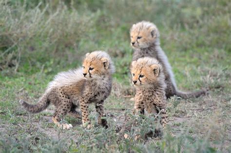 Baby Animals In South Africa In The Rainy Season The Great Projects