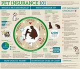 Pet Insurance Information Pictures