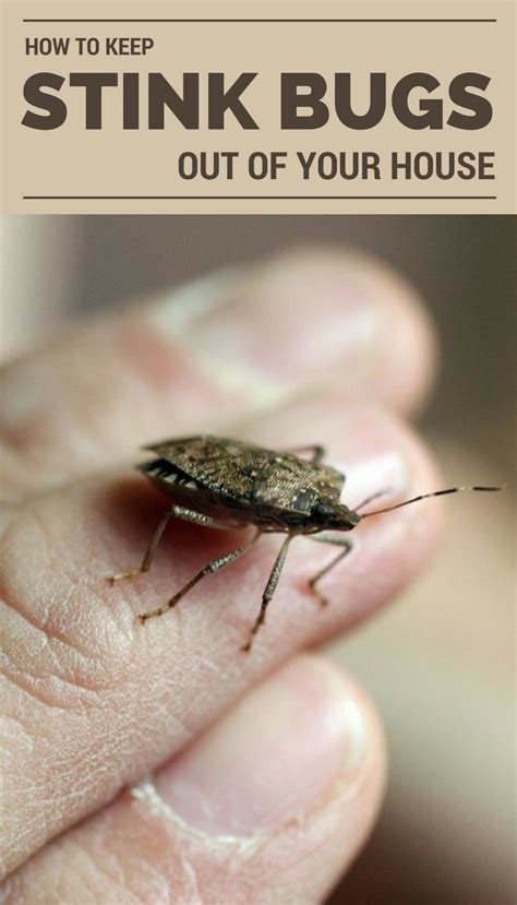 The 25 Best Stink Bugs In House Ideas On Pinterest
