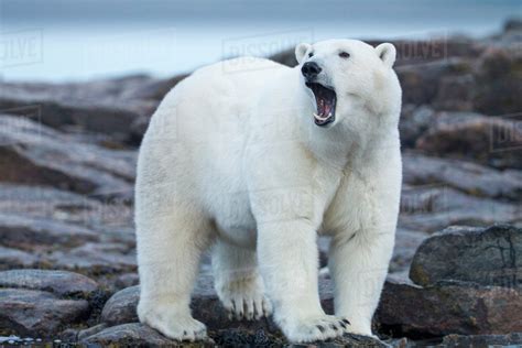 Canada Nunavut Territory Repulse Bay Adult Male Polar Bear Ursus