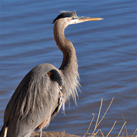 The 7 Types Of Herons Found In North Dakota Nature Blog Network