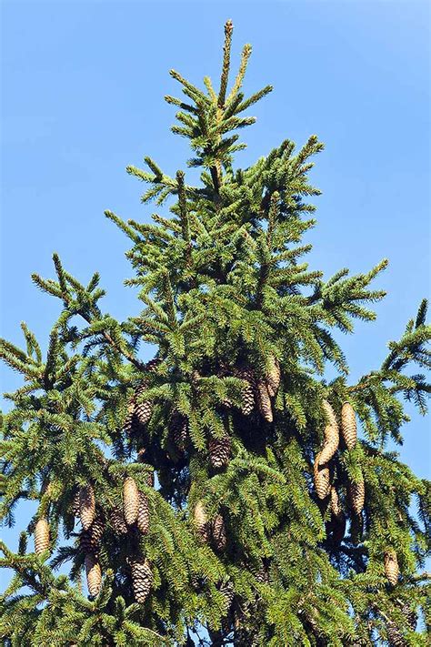 Pine Spruce Fir Identification
