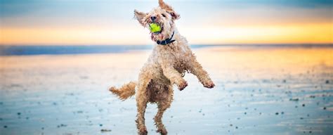 New Study Are Mixed Breed Dogs Really Healthier Than Purebreds