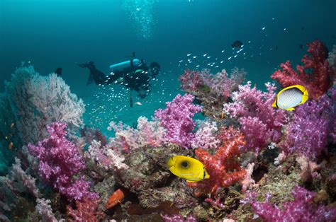 9 Best Spots For Scuba Diving In Thailand