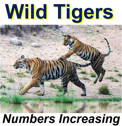 Global Wild Tiger Population Recovers Significantly Since