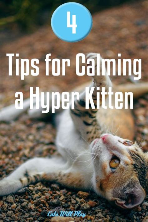 How To Calm Down A Hyper Kitten In 2020 Cat Behavior