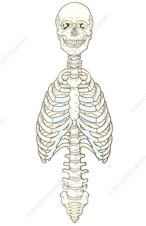 Axial Skeleton Stock Image C0249618 Science Photo Library