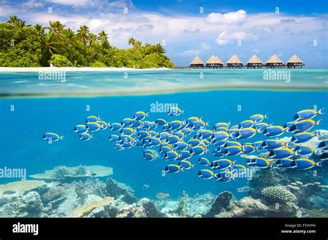 Malediven Insel Unterwasser Blick Mit Fischschwarm Stockfoto Bild