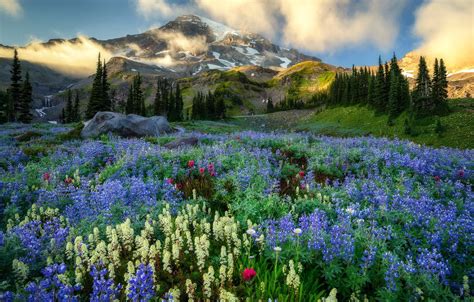 Wallpaper Mountains Washington Mount Rainier Wildflowers Images For
