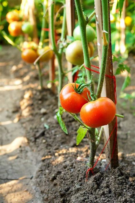 Pruning Tomatoes How When And With What Go Get Yourself