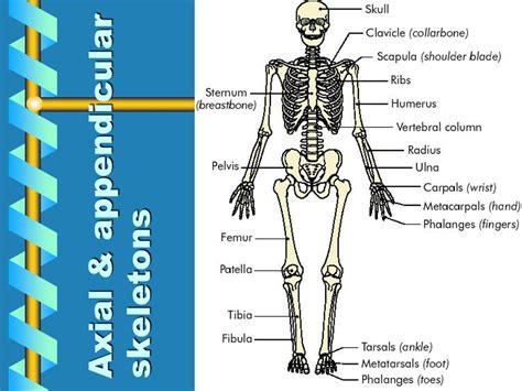 Musculoskeletal System 2 Contents Introduction Functions