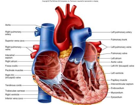 Interior Of The Heart Diagram