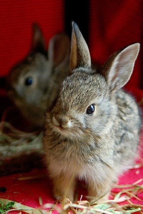 Cute synonyms, cute pronunciation, cute translation, english dictionary definition of cute. Cute Rabbits Pictures, Photos, and Images for Facebook ...