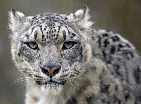 Snow Leopard Head On Flickr Photo Sharing