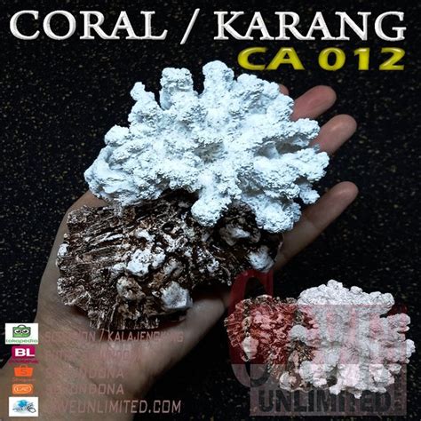 Jual Ca012 Putih Coral Karang Anemon Palsu Hiasan Dekorasi Aksesoris