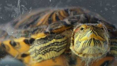 How Long Can Pet Turtles Stay Underwater The Turtle Hub