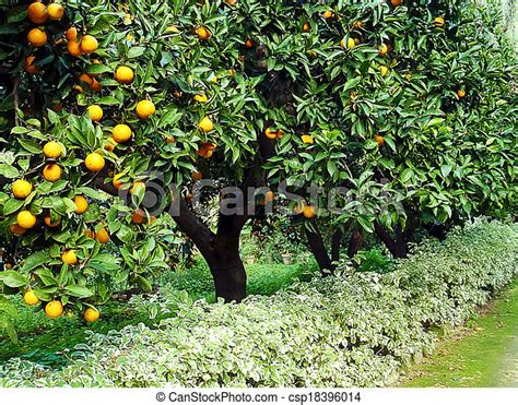 Pomarańcza, drzewo owocu, sad. | CanStock