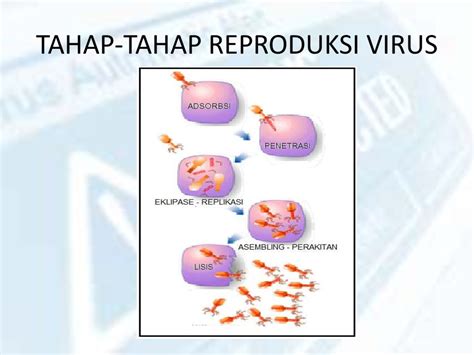 Cara Hidup Virus Dan Reproduksi Virus Ilmu