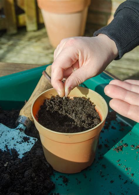 Start seeds indoors 2 to 4 weeks before last spring frost in peat pots. Fun gardening with children: growing sunflowers - Growing ...