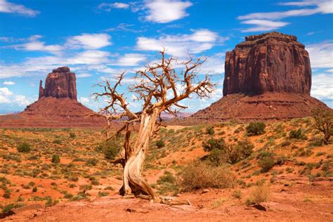 Tree And Buttes At Monument Valley Stock Image Image Of West Western
