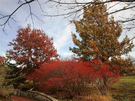 Berried Trees Enliven The Late Fall Landscape Powell Gardens Kansas