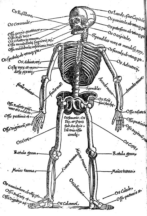 The human body is everything that makes up, well, you. I need a detailed picture of a skeleton with the Latin ...