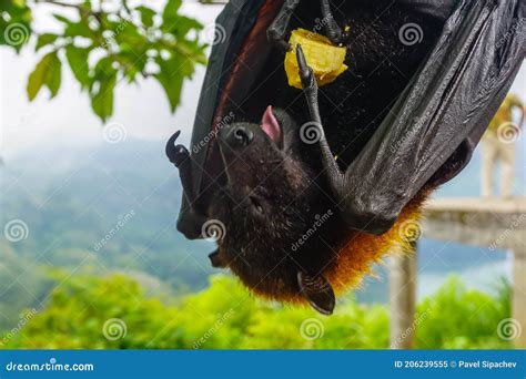 Flying Fox Hanging Upside Down On A Tree Branch Stock Image Image Of