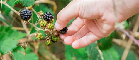 Our rapidly growing user community is actively exploring, editing, and. Foraging for Wild Food - The University of Nottingham