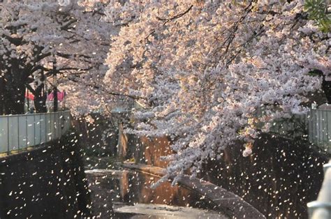 Sakura Snow Japanese Nature Sakura Tree Cherry Blossom