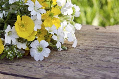 Blumen pflücken und Vasenschmuck kreieren | Pflanzen | Garten